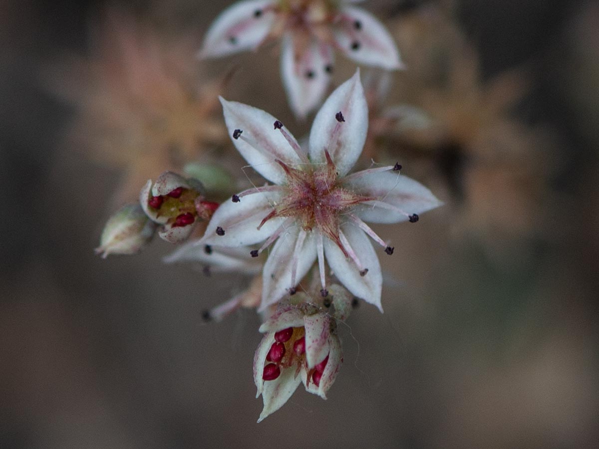 Blüte
